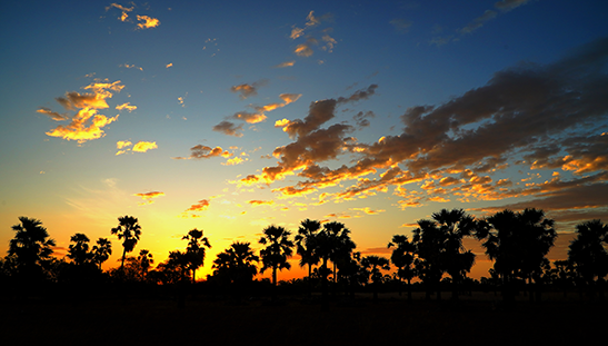 pathani-palm-background-image-palm-tree