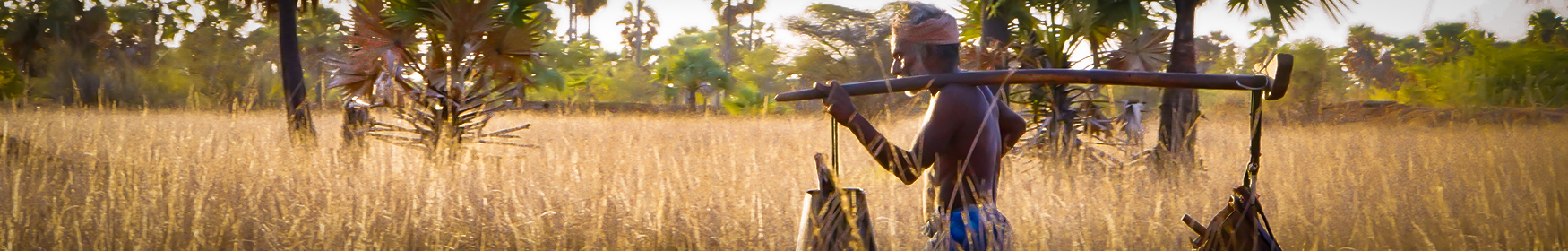 former-going-to-make-palm-jaggery-from-palm-tree-in-village